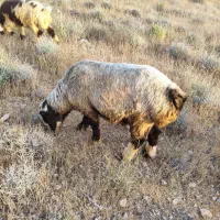 بره نر خوش گوشت