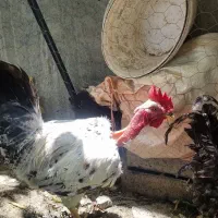 مرغ و خروس