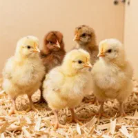 جوجه گلپایگانی