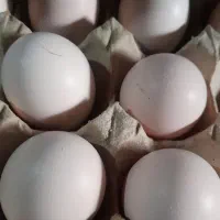 تخم لاری اصیل
