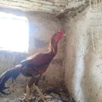 خوروس لاری قرمز