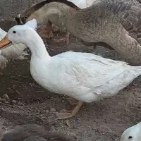 قوغازومرغ وخروس