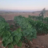 نیاز به یک نفر فروشنده و پارک دار در اتون