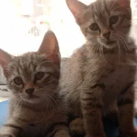 واگذاری رایگان گربه خانگی به شرط نگهداری در خانه