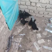 جوجه مرغ بومی