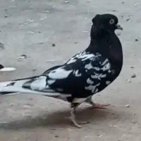 کفتر یا کبوتر