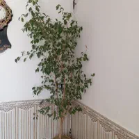 گل درختی
