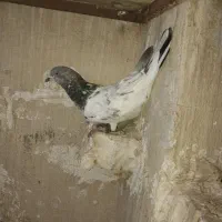 شیخی بالاگیر ساعتی