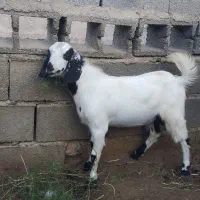 فروش کهره نر