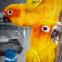 گرینچیک شاه طوطی راهب ملنگو کاسکو فنچ مینا