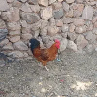 خوروس
