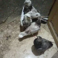 یک جفت کبوتر سو سکی دمسیاه و..