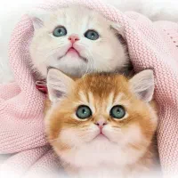 فروش گربه چینچیلاطلایی نقره ای شناسنامه دار