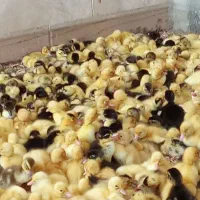 اردک پکنی گلپایگان جوجه رنگی