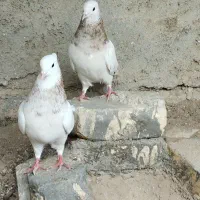 گروه طاقی مهر