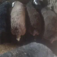 فروش بره نر چاق از ۴۰ کیلو تا ۷۰ کیلو جهت کشتار