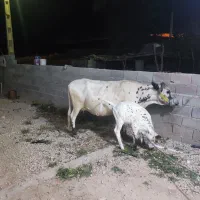 گاو یک ماه زایده با گوساله ماده