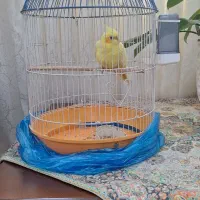 عروس هلندی با قفس