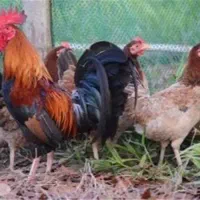 خرید و فروش  مرغ و خروس