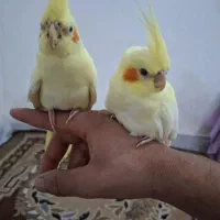 سوسنگرد|پرنده|سوسنگرد, |دیوار