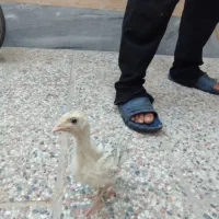 جوجه بوقلمون جوجه برهما