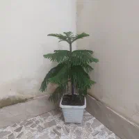 کاج مطبق