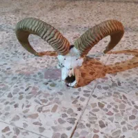 شاخ کل دکور