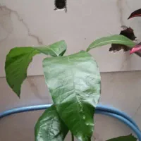 نهال انبه ایرانی به همراه دو پاجوش