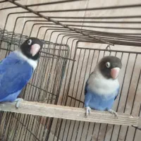 کوتوله آبی کاربنی