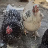 برهما. کوشین.گلین