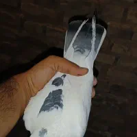 کفتر نر دم سبز