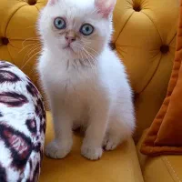 بریتیش ماده اصیل