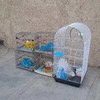 قفس سهره عروس هلندی قناری ماده مرغ عشق قابل ارسال