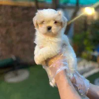 سگ خانگی نژاد شیتزو وایت کم نظیر