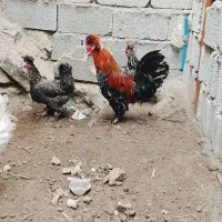 سلطان برهما