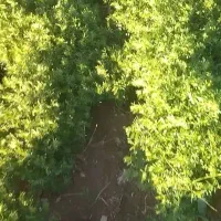 فروش کاه عدس