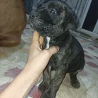 توله سگ پیت بول