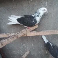 کبوتر تک پر