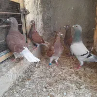 کبوتر