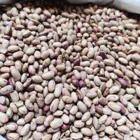 لوبیا چیتی  امساله زود پز درجه ۱