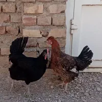 مرغ