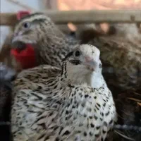 بلدرچین تخم گذار