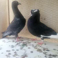 فروش و معاوضه
