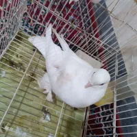 کبوتر