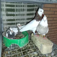 کبوتر