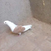 پشت زرد دوکاکله شاخی