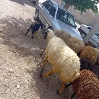 میش|حیوانات مزرعه|ازنا, |دیوار