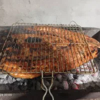 ماهی سالمون