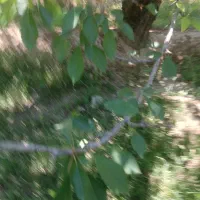 علف چینی نزارت باغبانی
