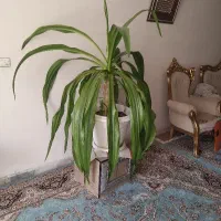 گل اشک ملکه بزرگ و قشنگ